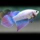 Betta spl. female short tricolor XL