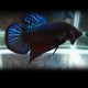 Betta spl. male plakat fancy XL