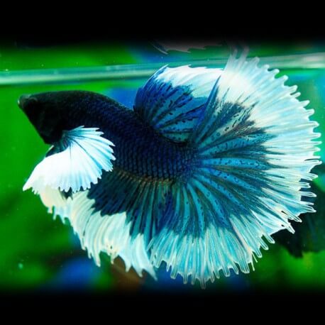 Betta splendens elephant ear pairs XL