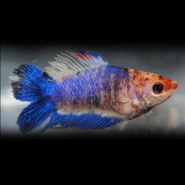 Betta spl. female double tail mix L