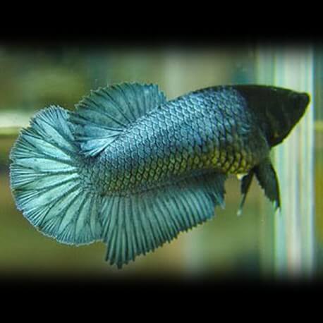 Betta spl. female Halfmoon mix XL