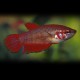 Betta spl. female mix L