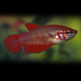 Betta spl. female mix L