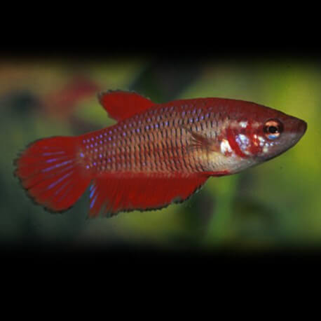 Betta spl. female mix L