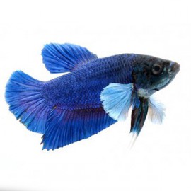 Betta  female plakat big ears mix L