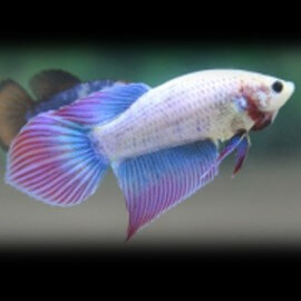 Betta spl. female SuperDelta mix XL