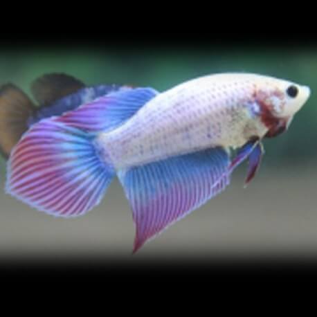 Betta spl. female SuperDelta mix XL