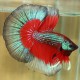 Betta spl. male halfmoon butterfly L