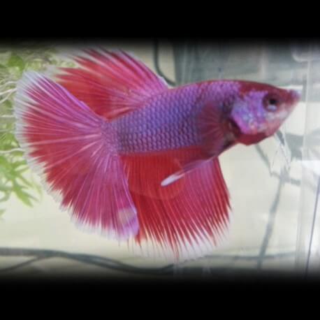 Betta splendens halfmoon butterfly pair XL