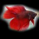 Betta splendens halfmoon doubletail L