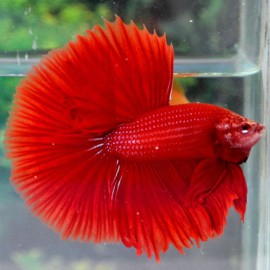 Betta splendens halfmoon super red L