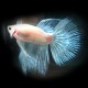 Betta spl. male super delta platinum XL