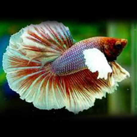 Betta spl. male SuperDelta big ears mix XL