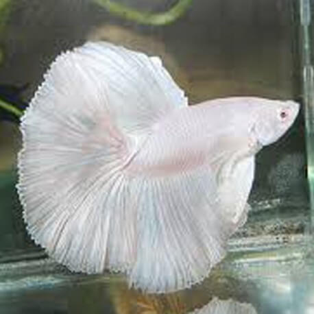 Betta spl. male veiltail albino XL