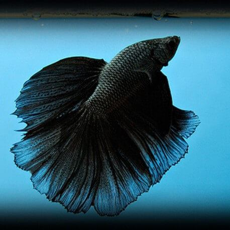 Betta spl. male veiltail black XL