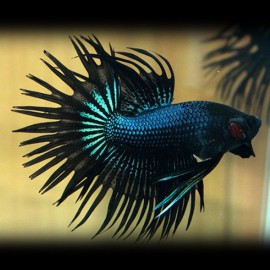 Betta spl. male crowntail black orchid XL