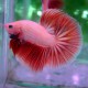 Betta spl. male cambodian XL