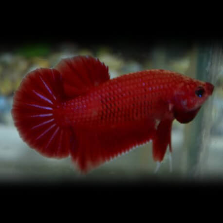 Betta spl. male cambodian red XL