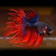 Betta spl. male crowntail mix XL