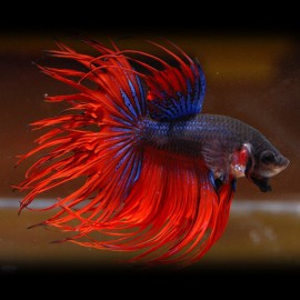 Betta spl. male crowntail mix XL