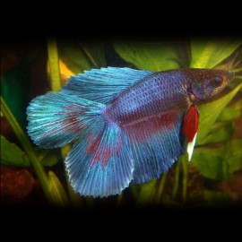 Betta spl. male double tail mix XL