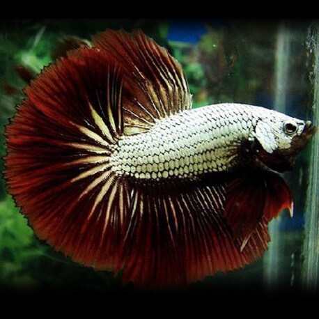 Betta spl. male dragon mix XL