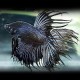 Betta spl. male veiltail gray black XL