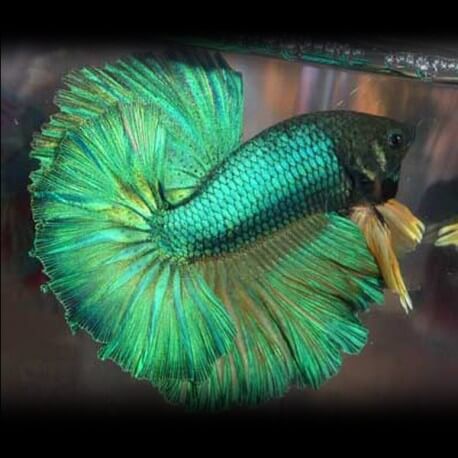 Betta spl. male veiltail green XL