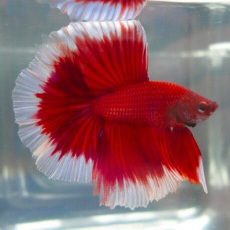 Betta spl. male plakat bicolour L