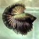 Betta spl. male halfmoon black copper XL