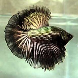 Betta spl. male halfmoon black copper L