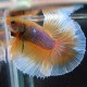 Betta spl. male halfmoon butterfly XL
