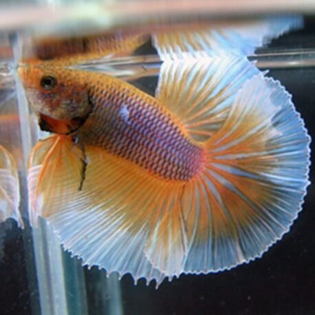 Betta spl. male halfmoon butterfly XL