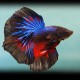 Betta spl.  male Halfmoon mix XL