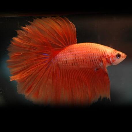 Betta spl. male halfmoon orange L