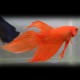 Betta spl. male veiltail orange XL