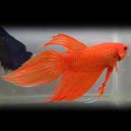 Betta spl. male veiltail orange XL