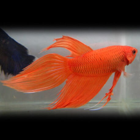 Betta spl. male veiltail orange XL