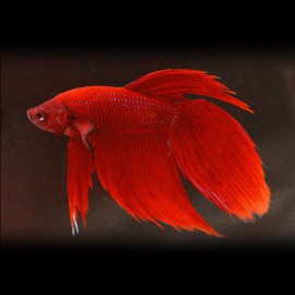 Betta spl. male veiltail red XL