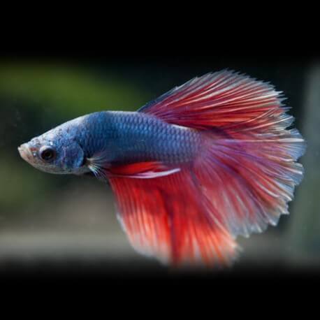 Betta splendens salamander XL