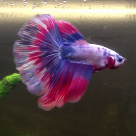 Betta spl. male super delta dragon L