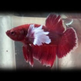 Betta spl. male plakat big ears L
