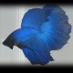 Betta spl. male SuperDelta mix XL