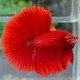 Betta splendens super red half moon L