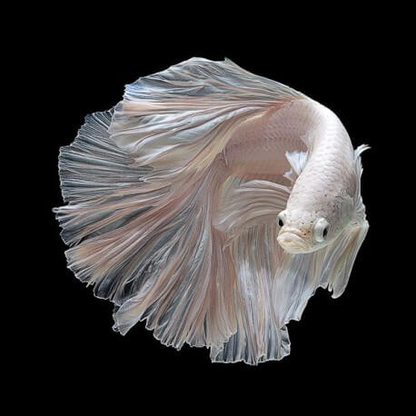 Betta spl. male veiltail white XL