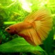 Betta spl. male veiltail yellow banana XL