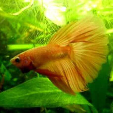 Betta spl. male veiltail yellow banana XL