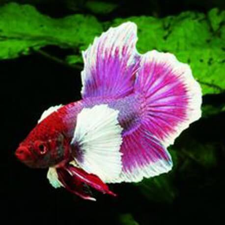 Betta spl. male big ears XL