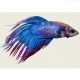 Betta spl. male/female mix 3,5 - 4 cm