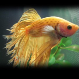 Betta splendens yellow XL